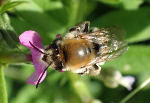 Réf. 283 482 : Eucera sp.